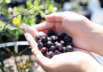 ブルーベリー収穫体験2