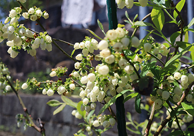 ブルーベリーの花
