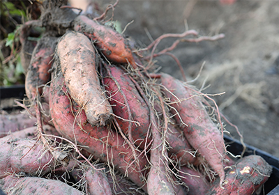大人気の芋ほり体験
