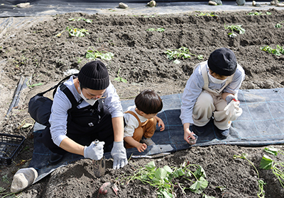 ファミリーで芋ほり体験