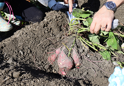 1株にたくさんのサツマイモがついています