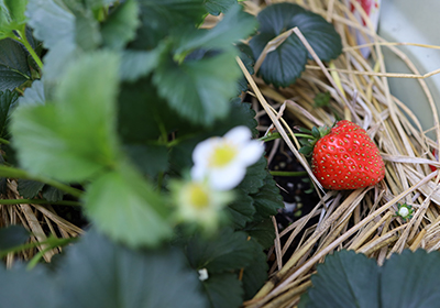 FujiFarmで育ったいちご