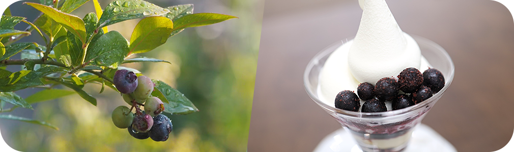 ブルーベリー狩り