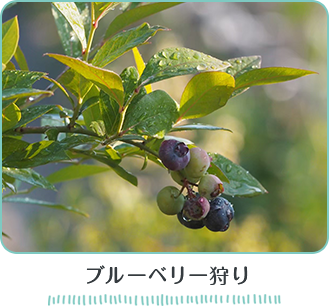ブルーベリー狩り