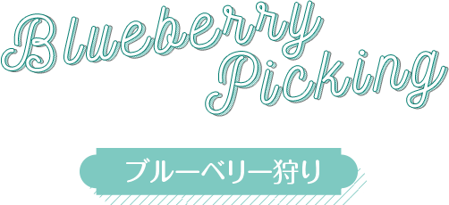 ブルーベリー狩り