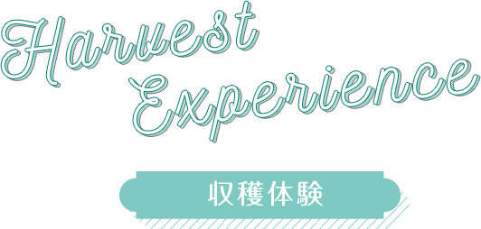 収穫体験